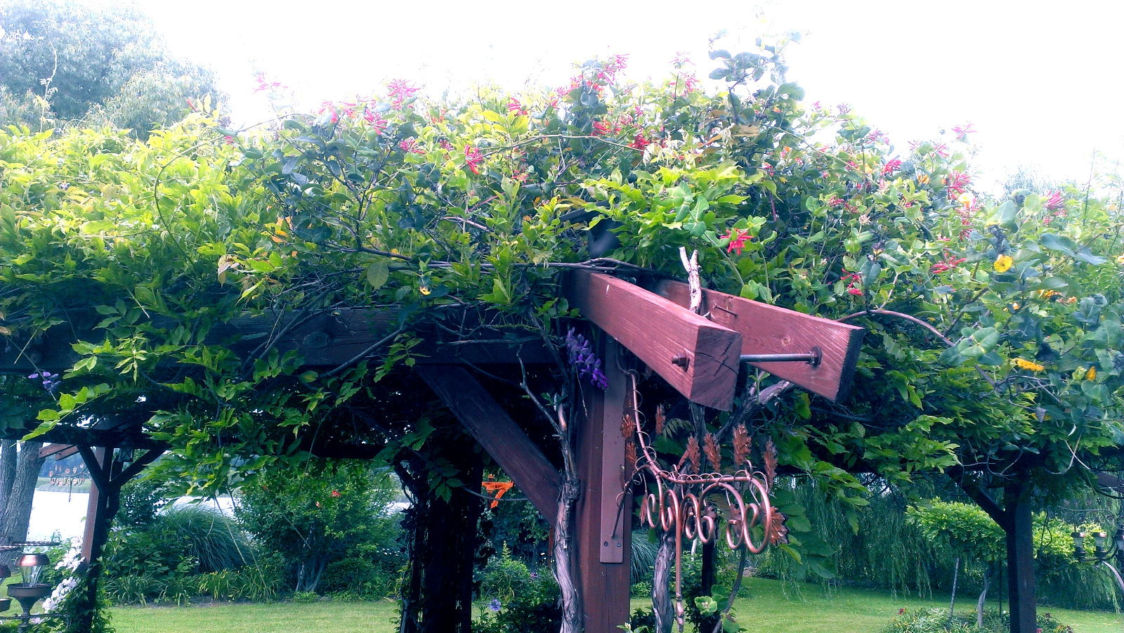 Canopy in flower:  interminant blooming purple Wisteria and red Major Wheeler Honeysuckle